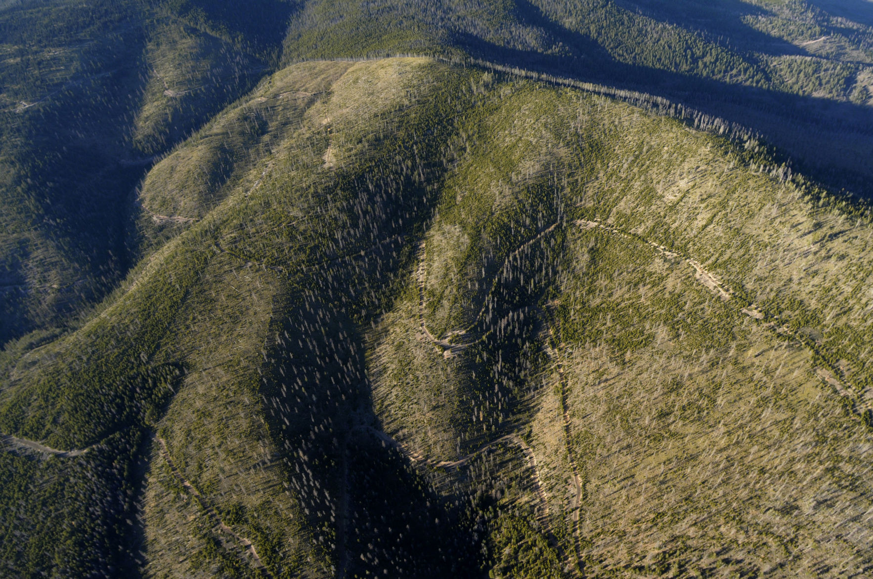 Liquidating the forests saved Liquidating the forests saved